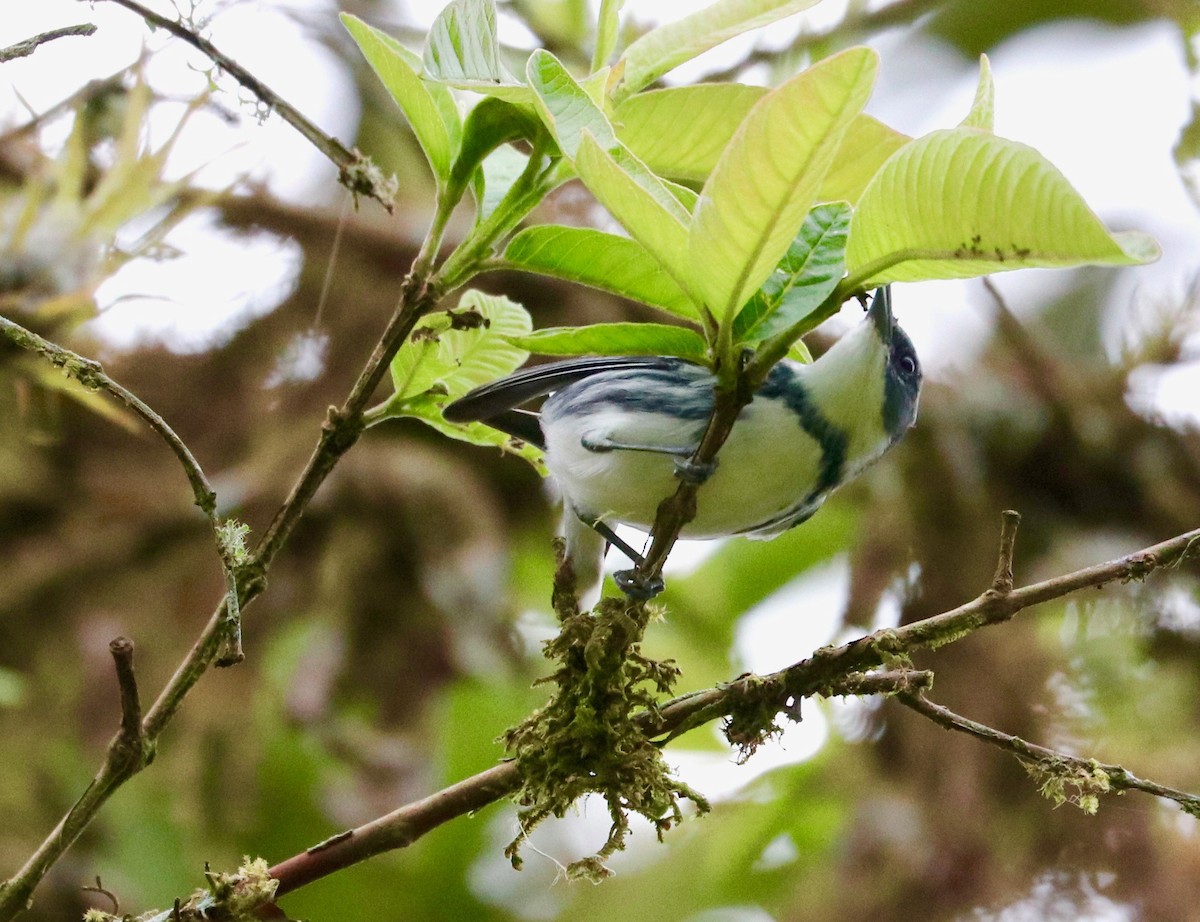 Cerulean Warbler - ML121885211