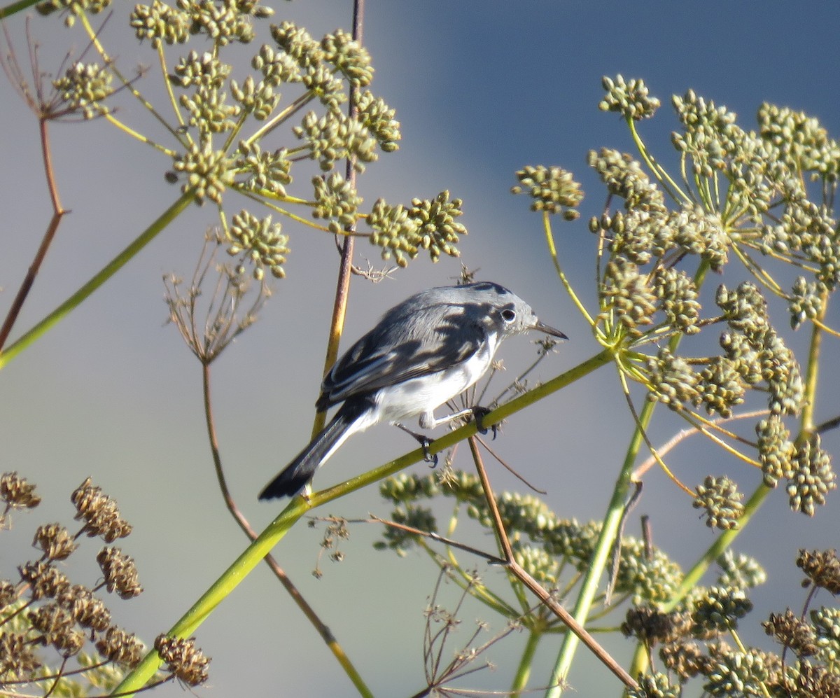 Blue-gray Gnatcatcher - ML121887331