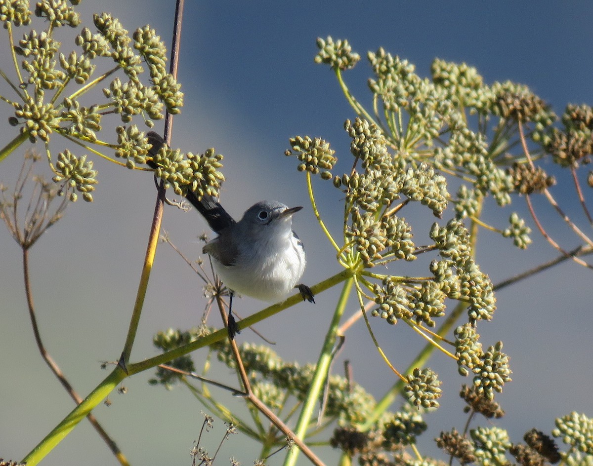 Blue-gray Gnatcatcher - ML121887351