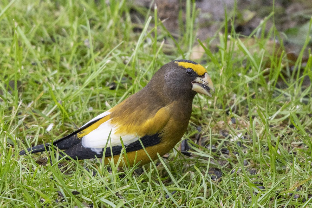 Evening Grosbeak - Christy Hibsch