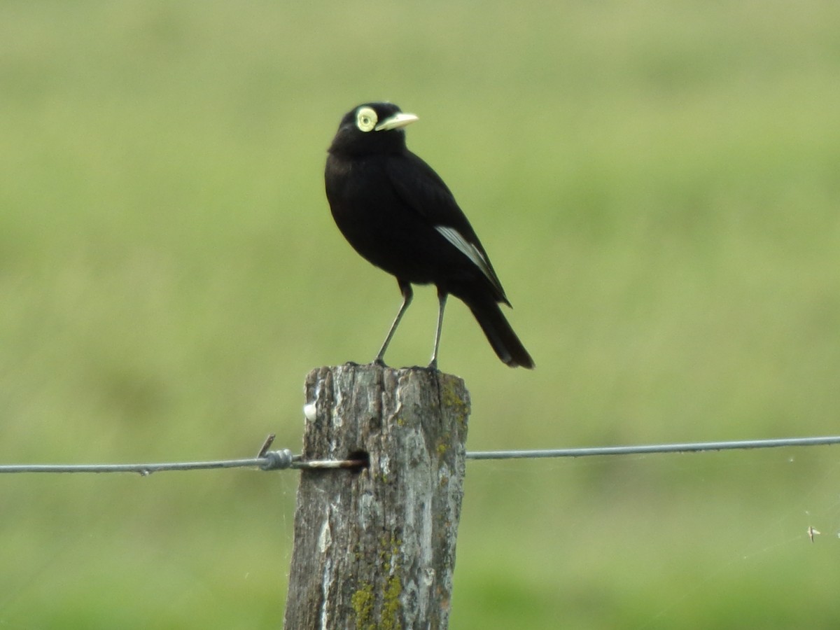 Spectacled Tyrant - ML121888361