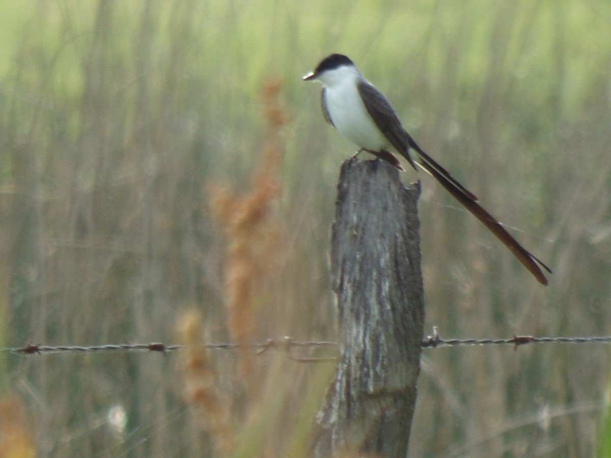 Fork-tailed Flycatcher - Martin  Juarez