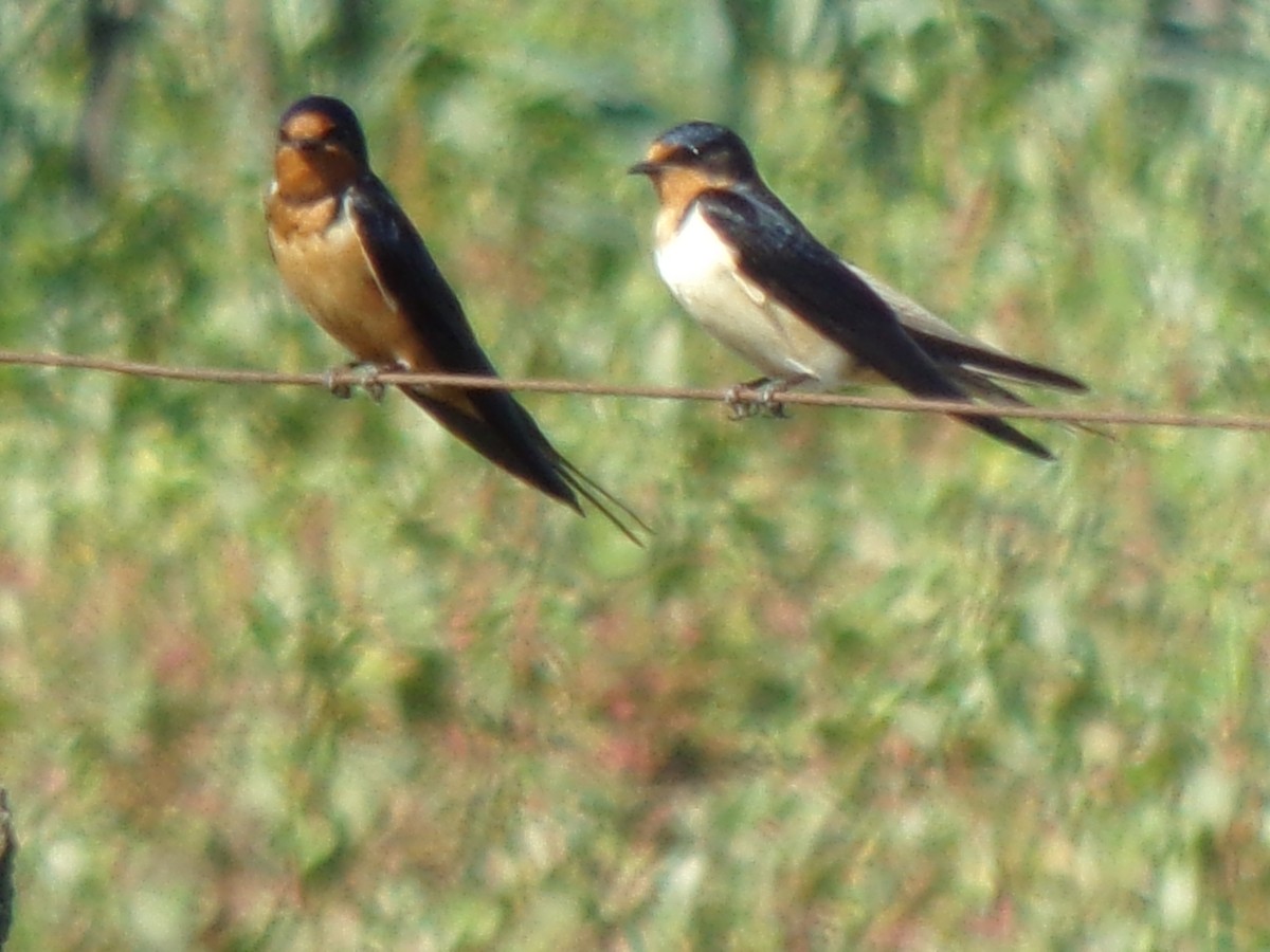 Barn Swallow - ML121888801