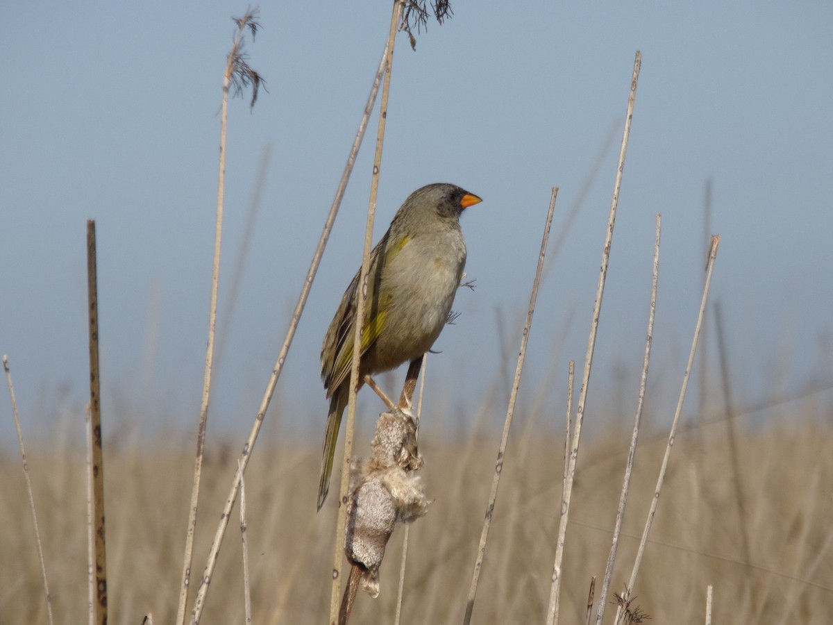 Great Pampa-Finch - Martin  Juarez