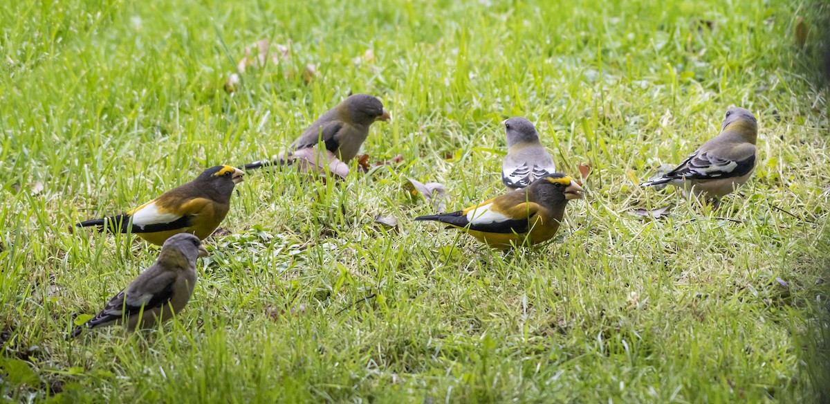 Evening Grosbeak - Christy Hibsch