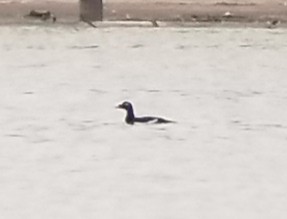 White-winged Scoter - ML121892671