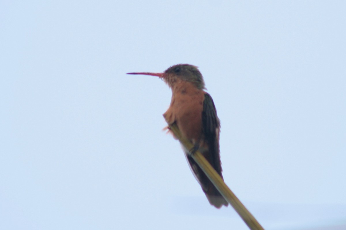 kolibřík ryšavý - ML121893801