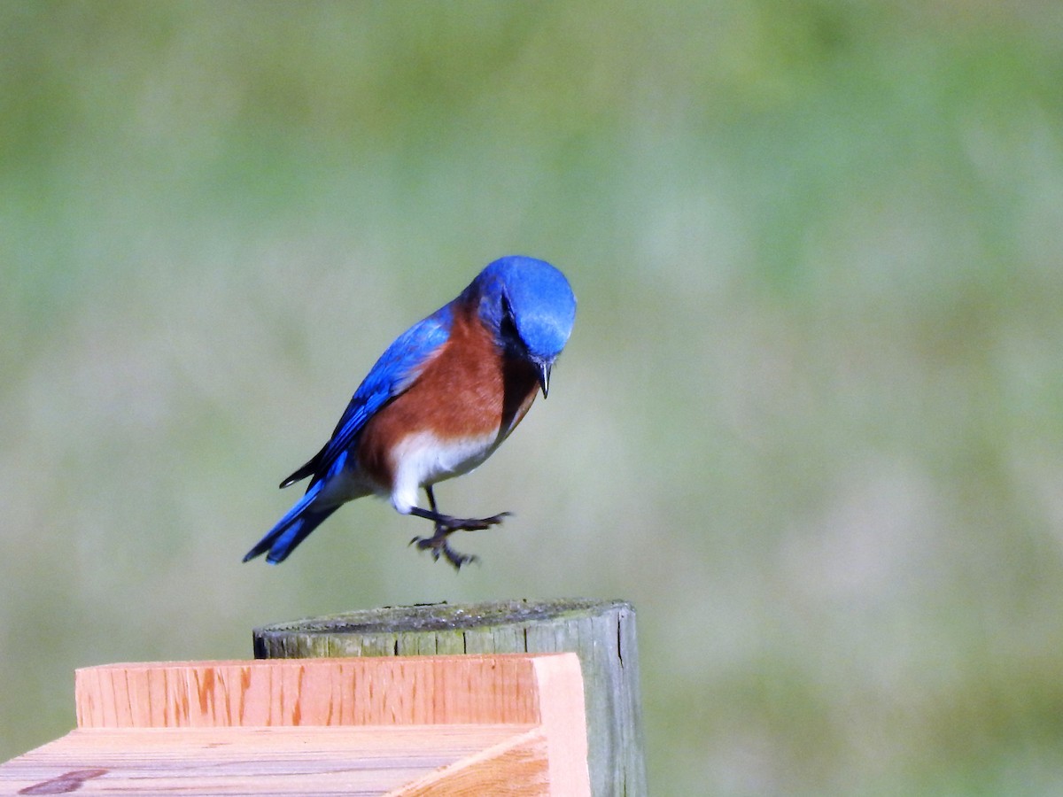 Eastern Bluebird - John Landa