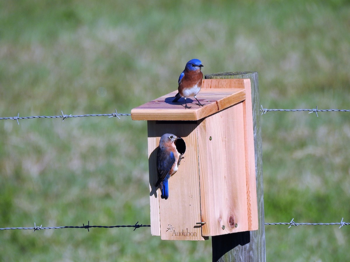 Eastern Bluebird - John Landa