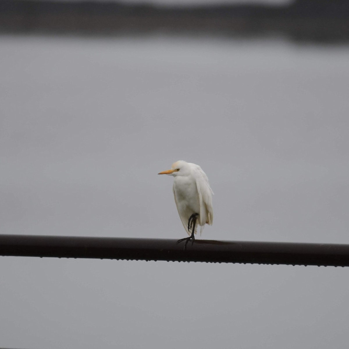 Western Cattle-Egret - Matt Kauffman