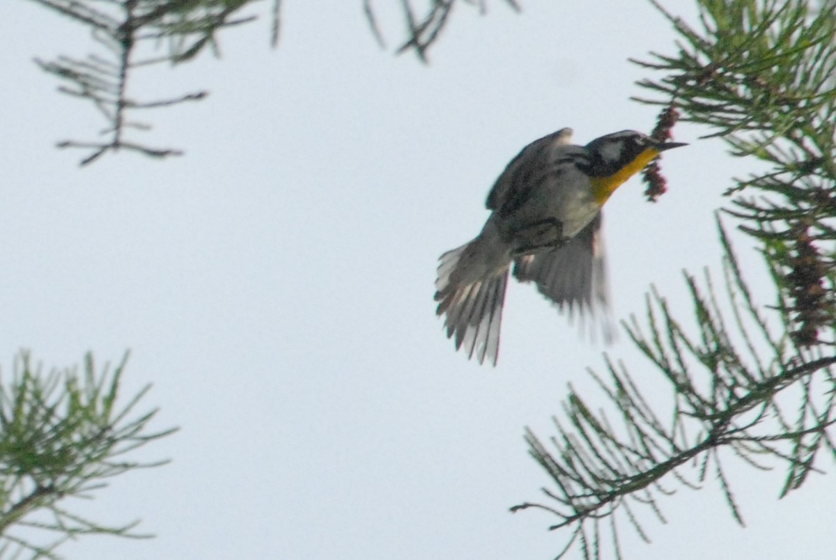 Yellow-throated Warbler - James Jarosz