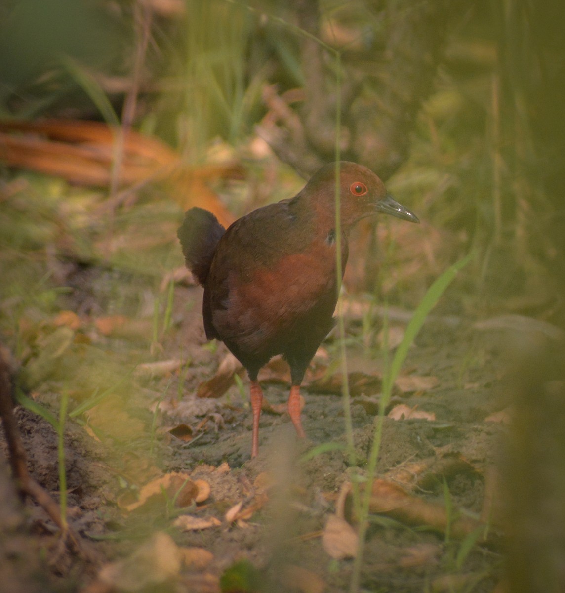 Ruddy-breasted Crake - Anish  Bera