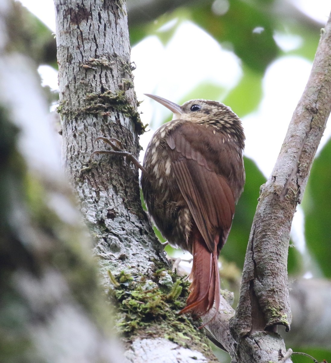 Scalloped Woodcreeper - ML121897331