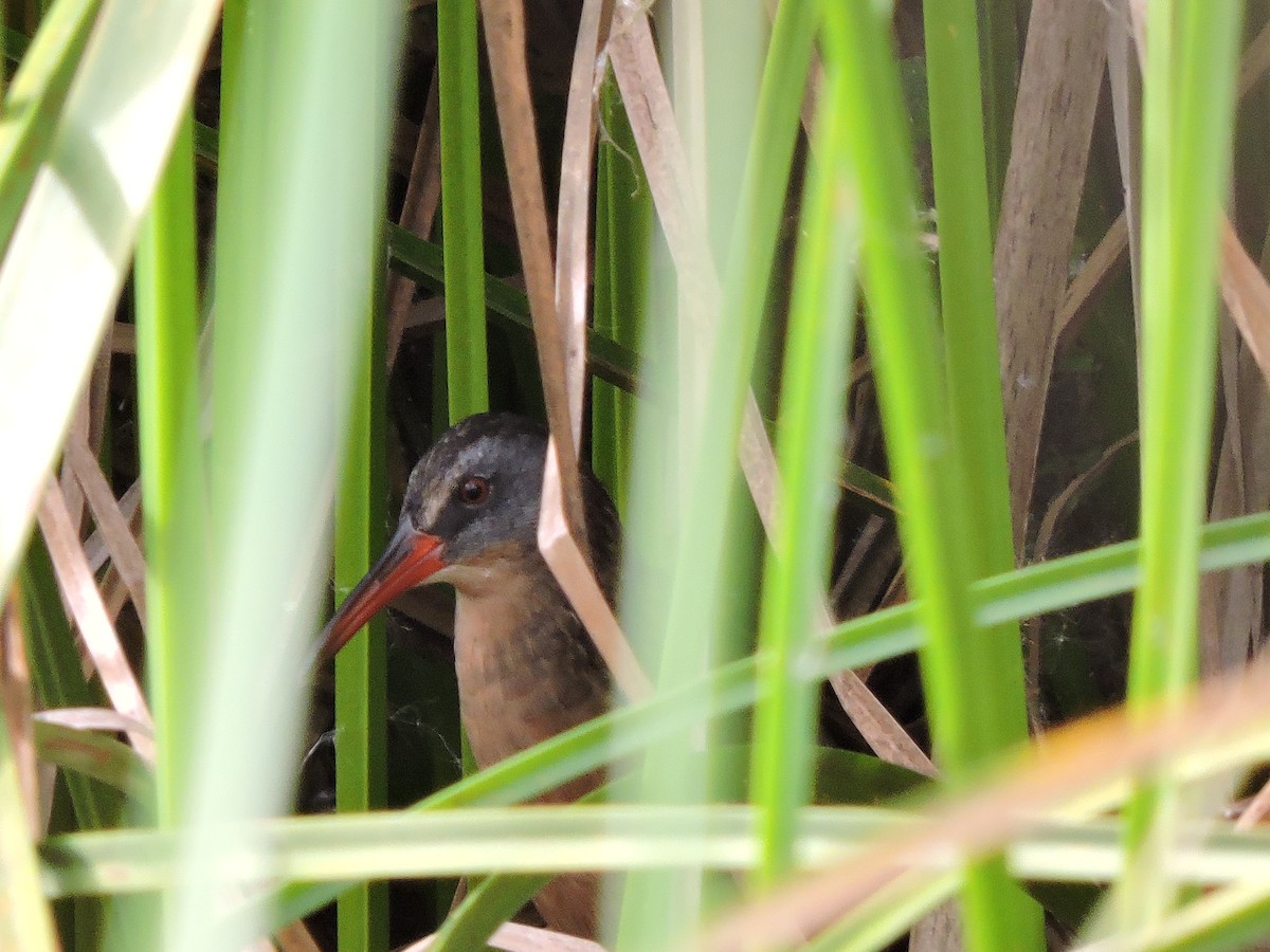 Virginia Rail - ML121897371