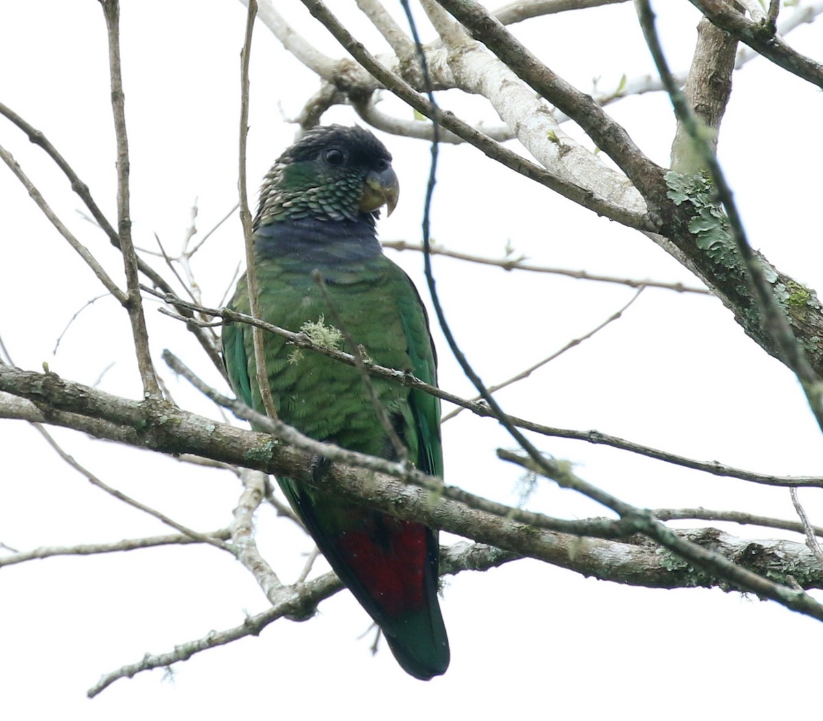Папуга-червоногуз зеленощокий - ML121897891