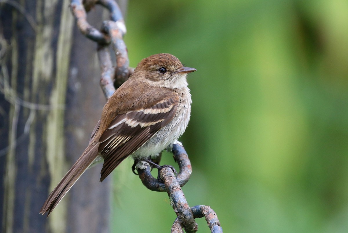 Bran-colored Flycatcher - Matthew Grube