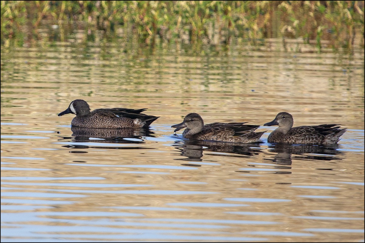Blue-winged Teal - ML121898091