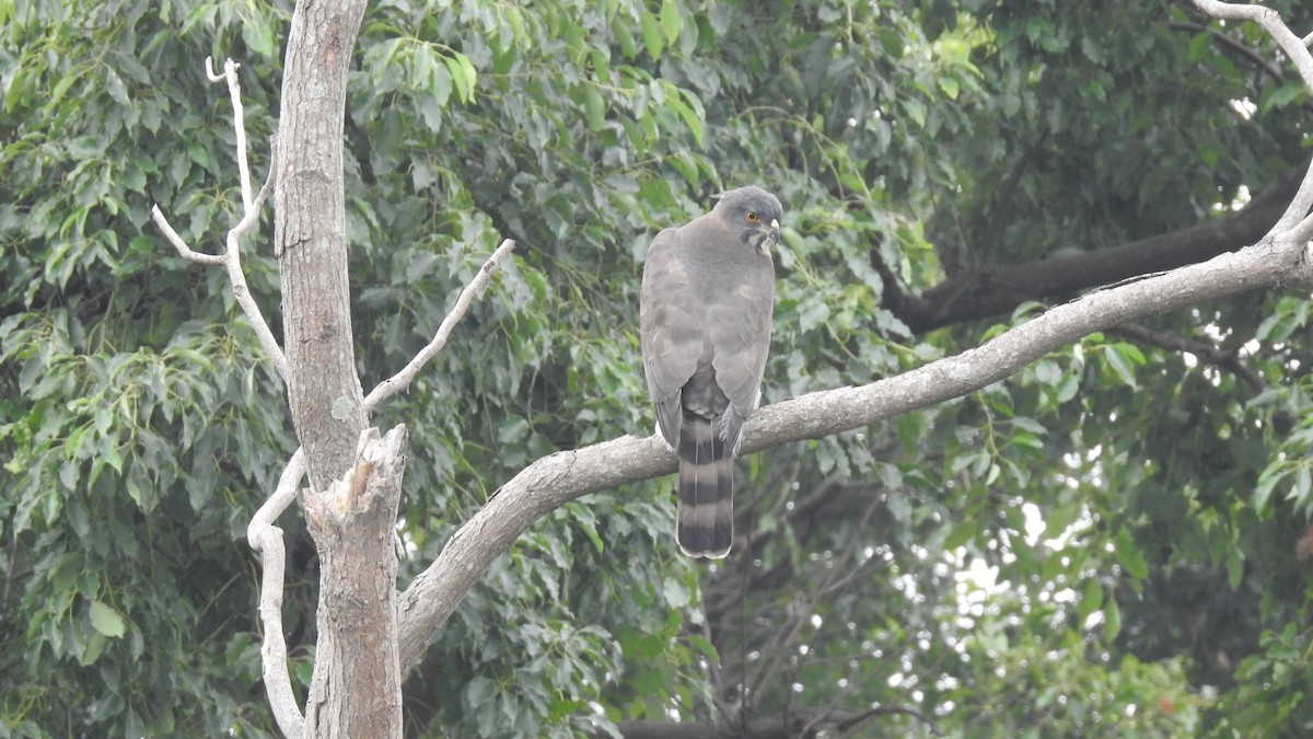 Crested Goshawk - ML121898351