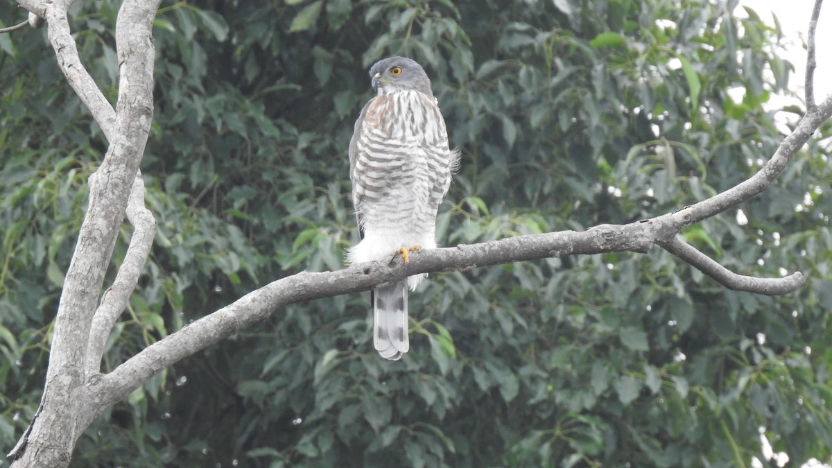 Crested Goshawk - ML121898581