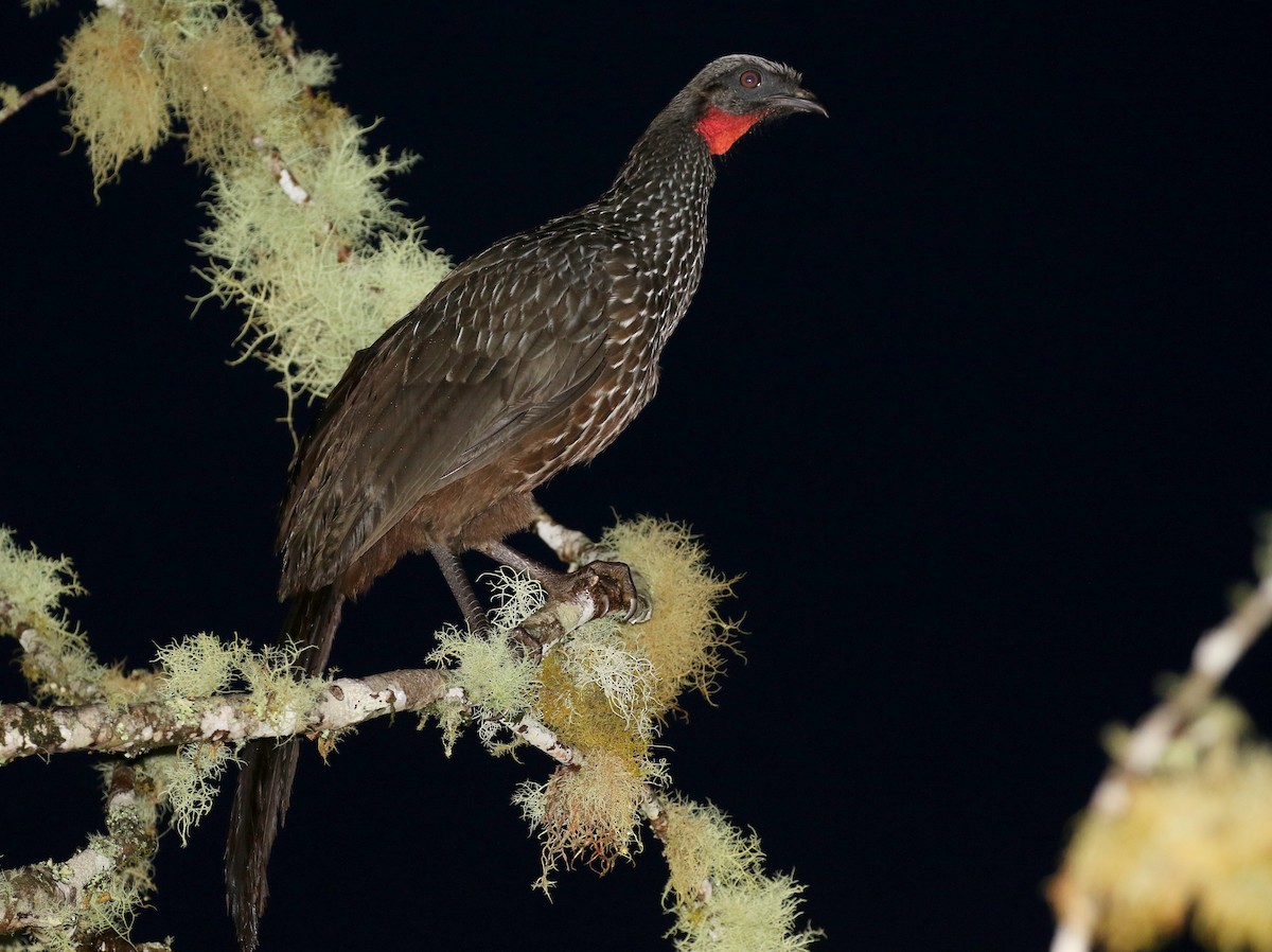 Dusky-legged Guan - Matthew Grube