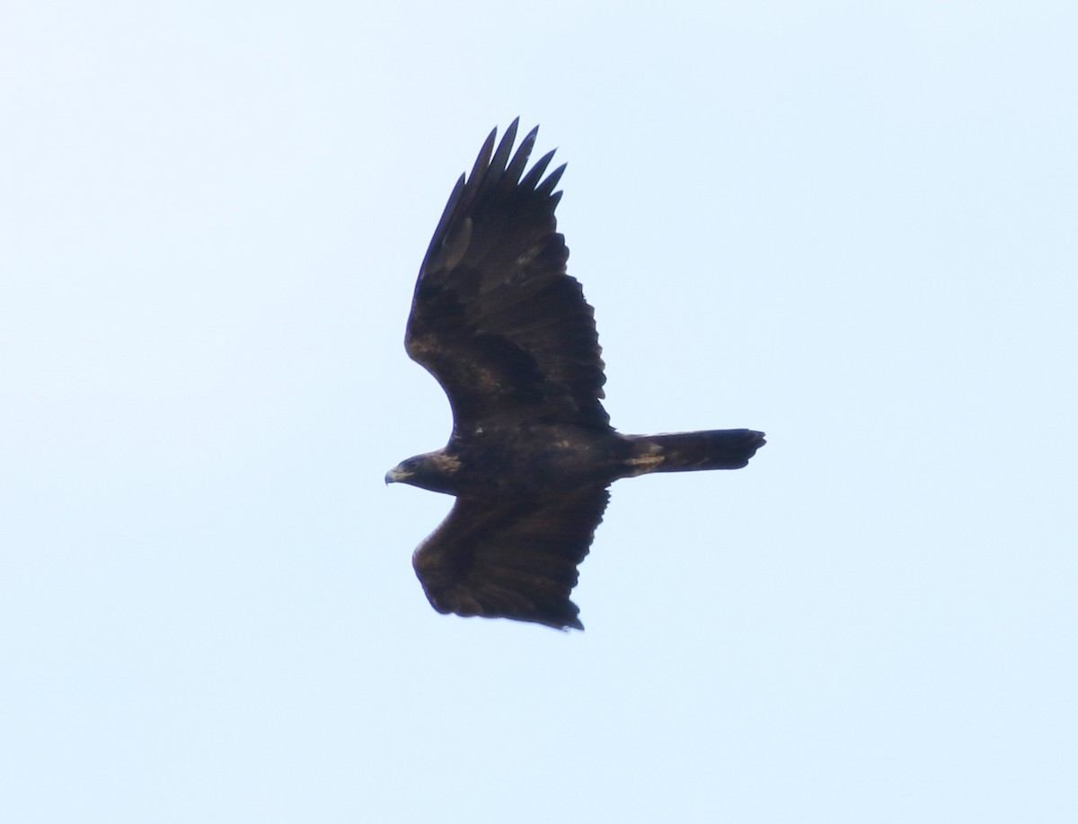 Golden Eagle - ML121899671