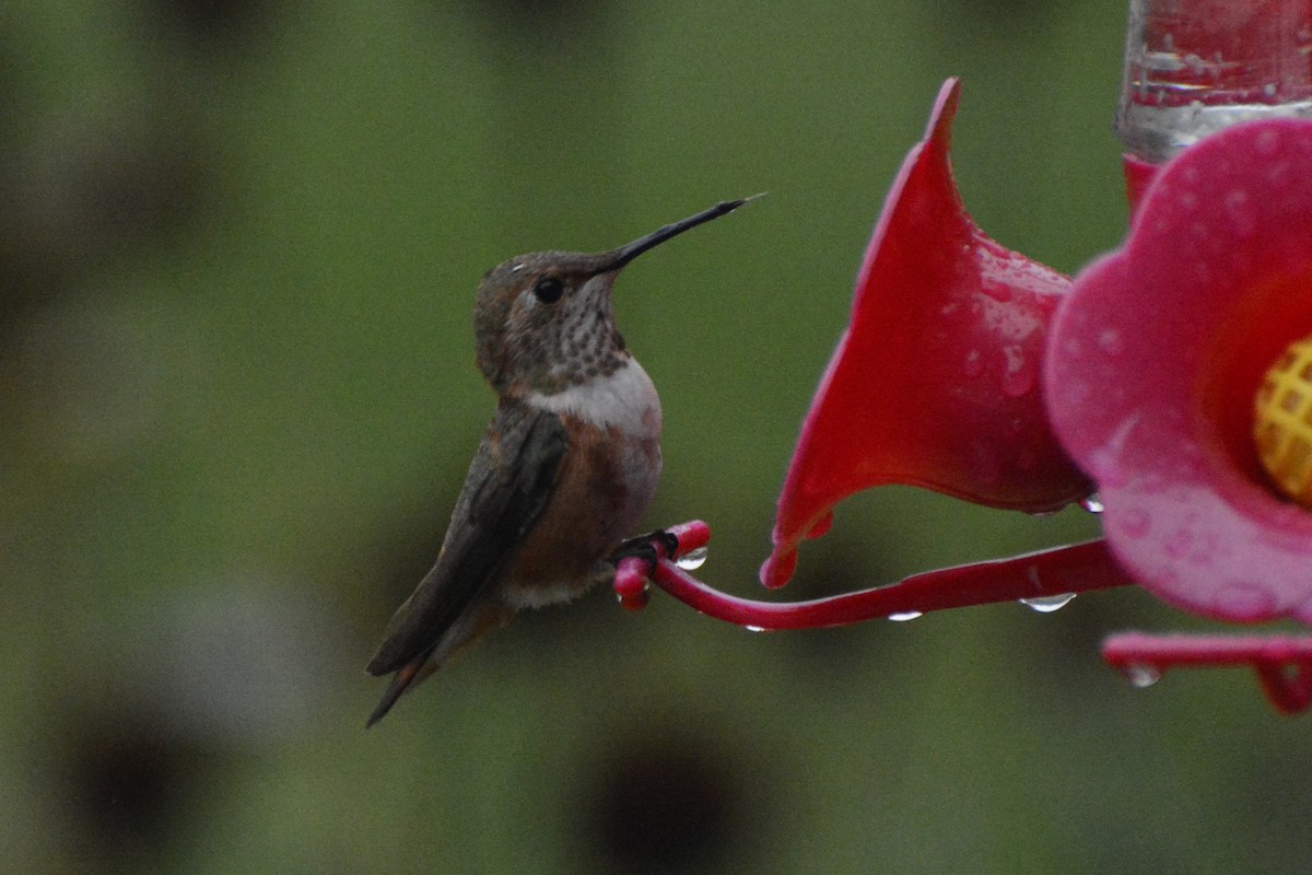 Rufous Hummingbird - Donna Foyle