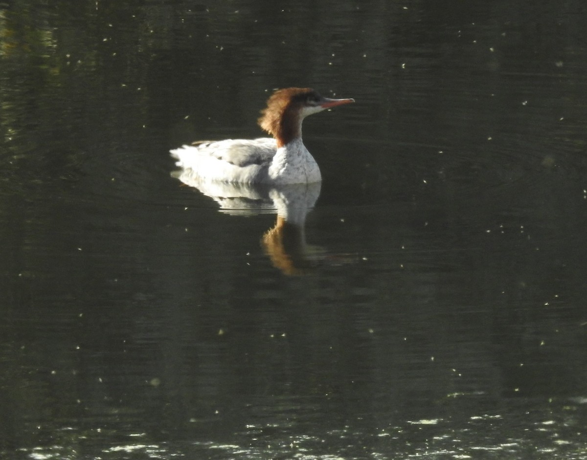 Common Merganser - ML121900741