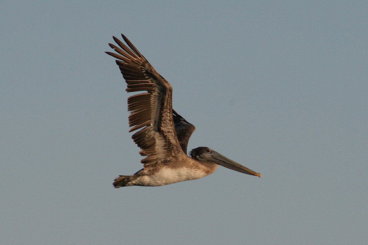 Brown Pelican - ML121901211