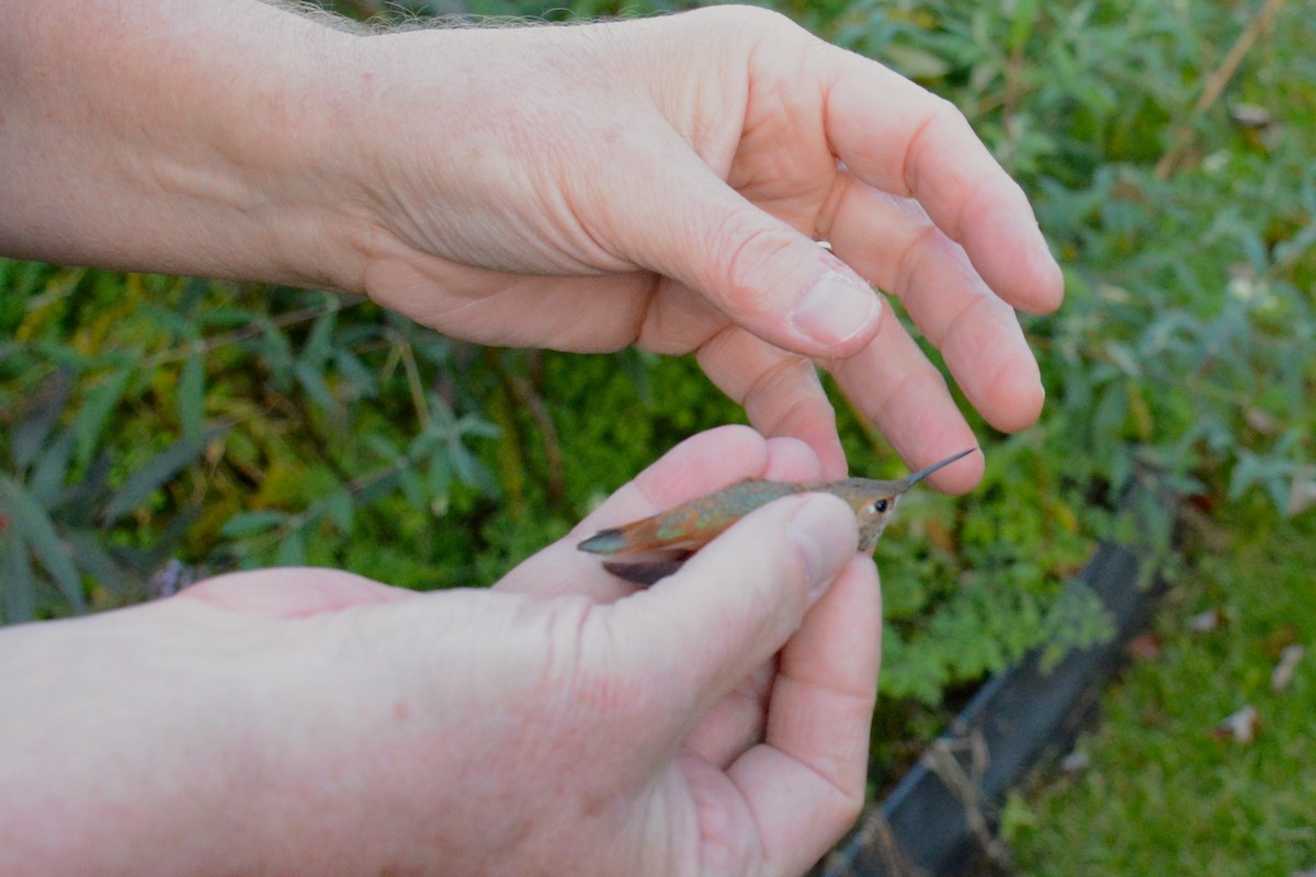 Rufous Hummingbird - ML121901921