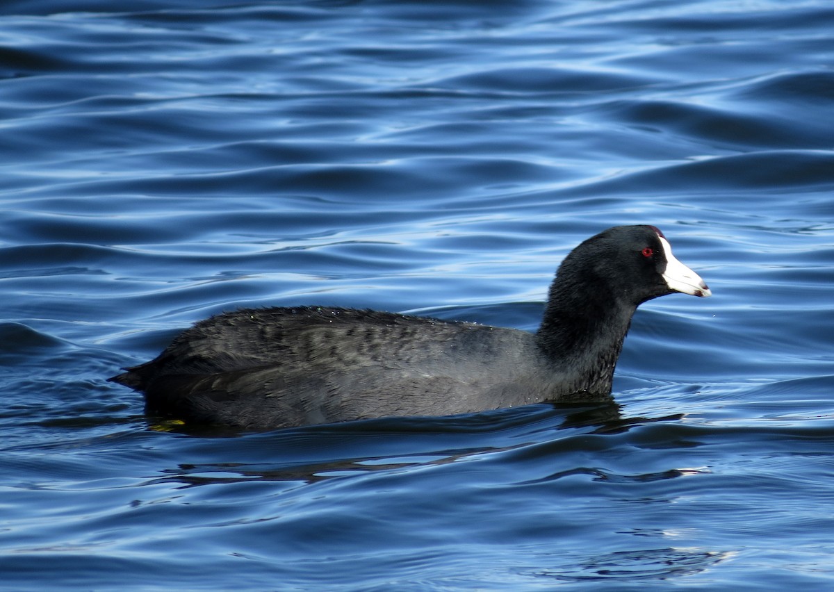 American Coot - Diane Drobka