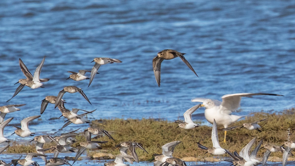 American Golden-Plover - ML121903131