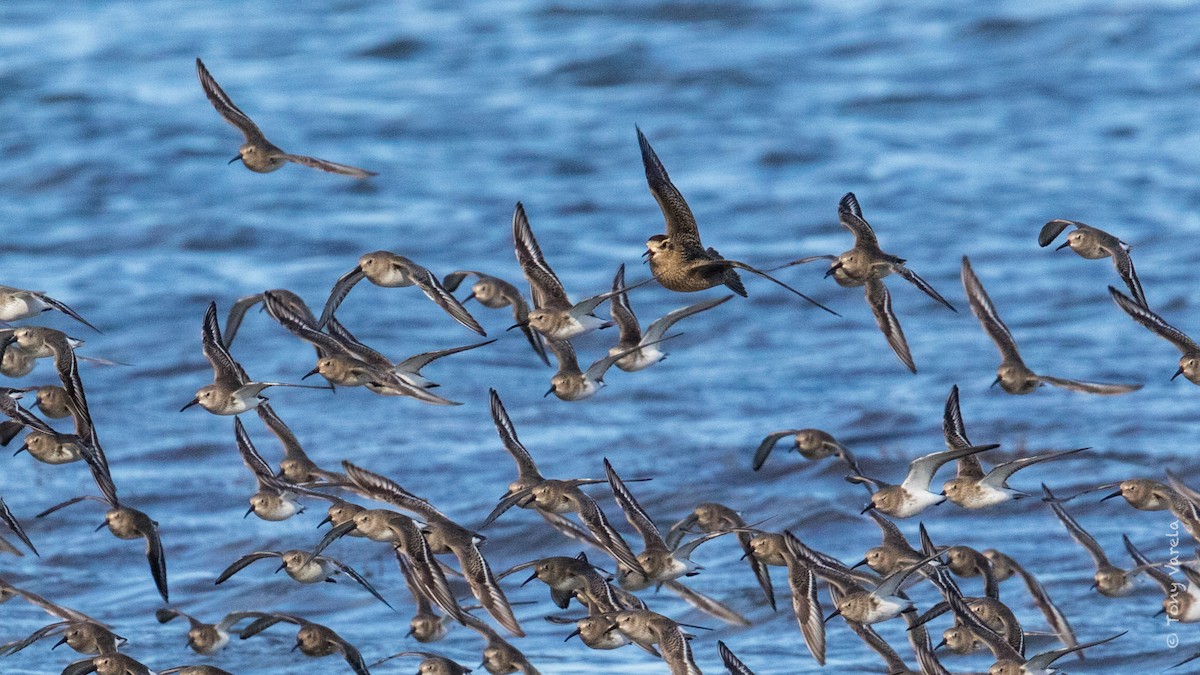 American Golden-Plover - ML121903151