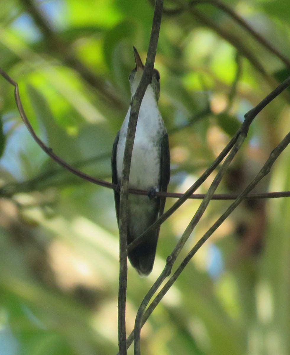 White-bellied Emerald - ML121903651