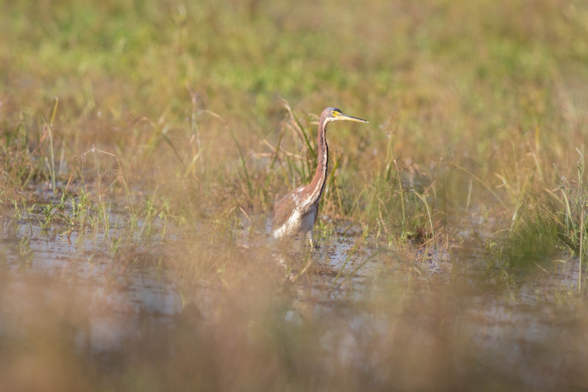 Tricolored Heron - ML121904141