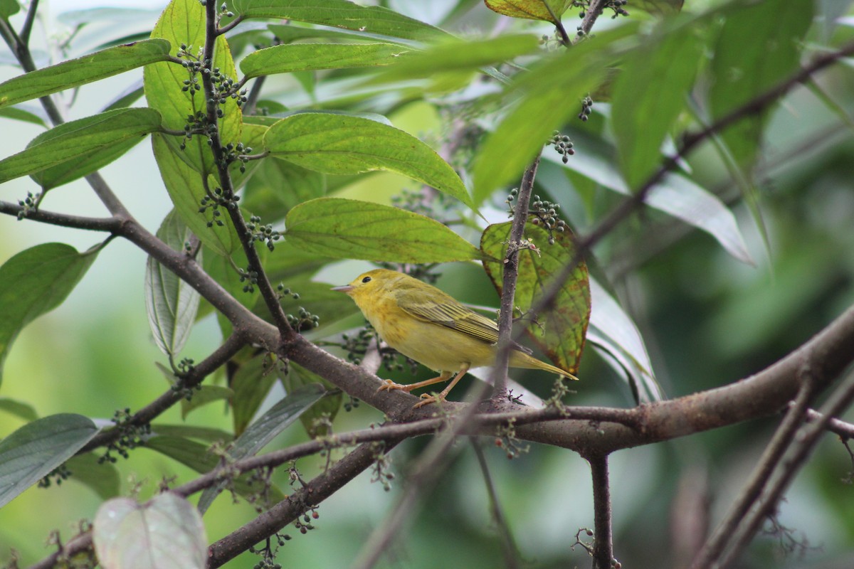 Yellow Warbler - ML121905361