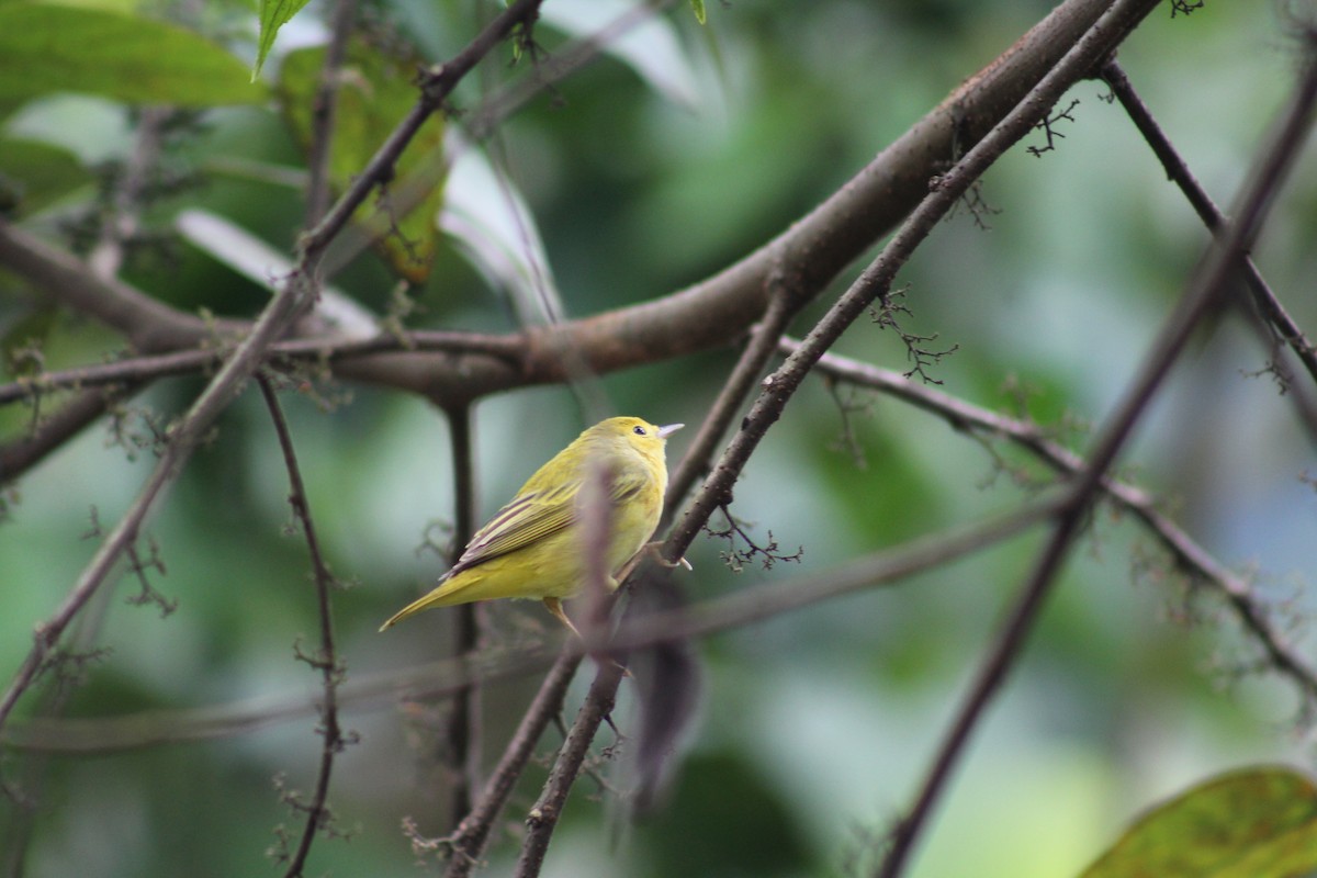 Yellow Warbler - ML121906151