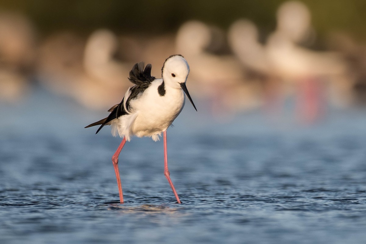 Pied Stilt - ML121906211