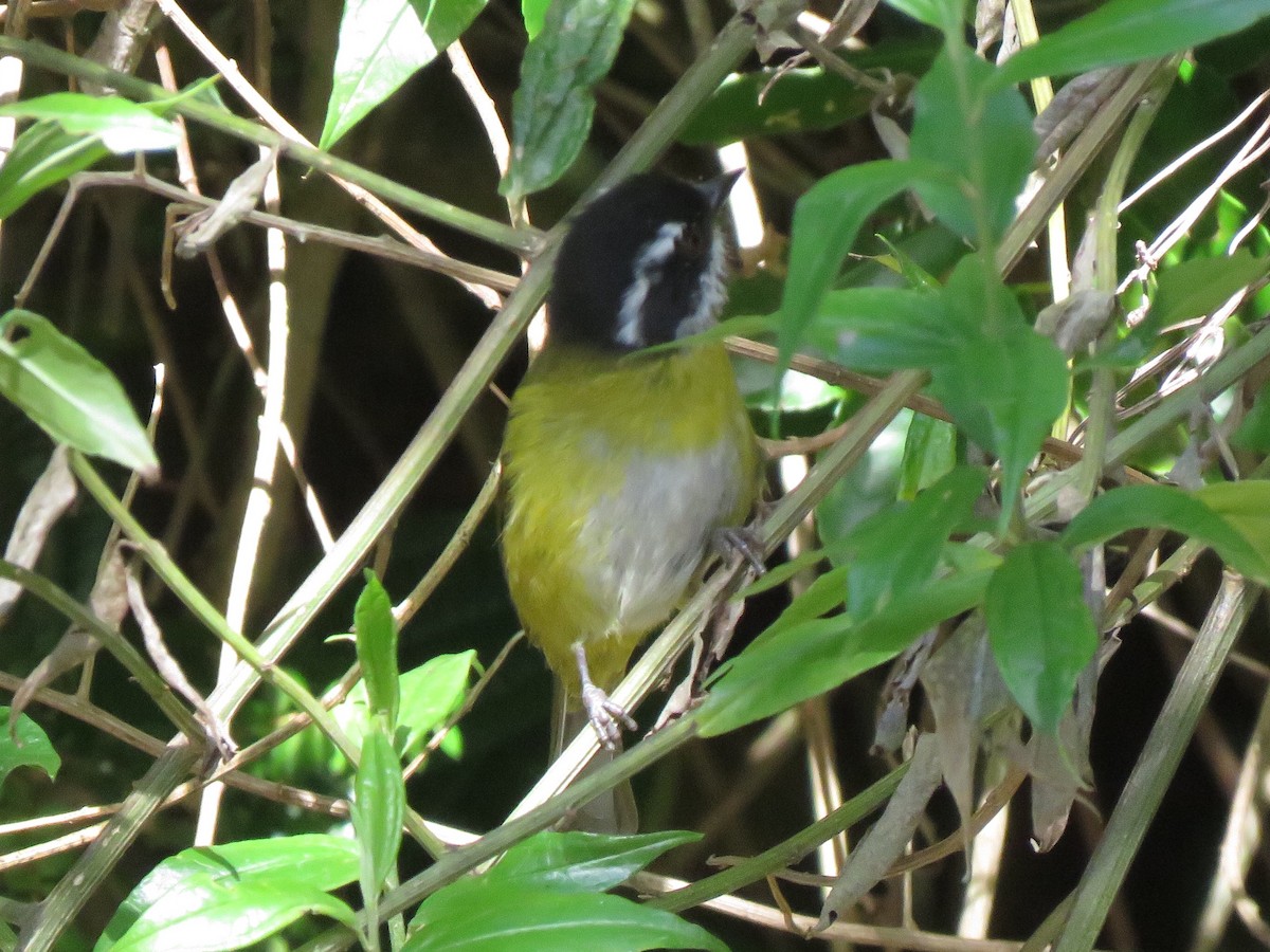 Sooty-capped Chlorospingus - ML121906451