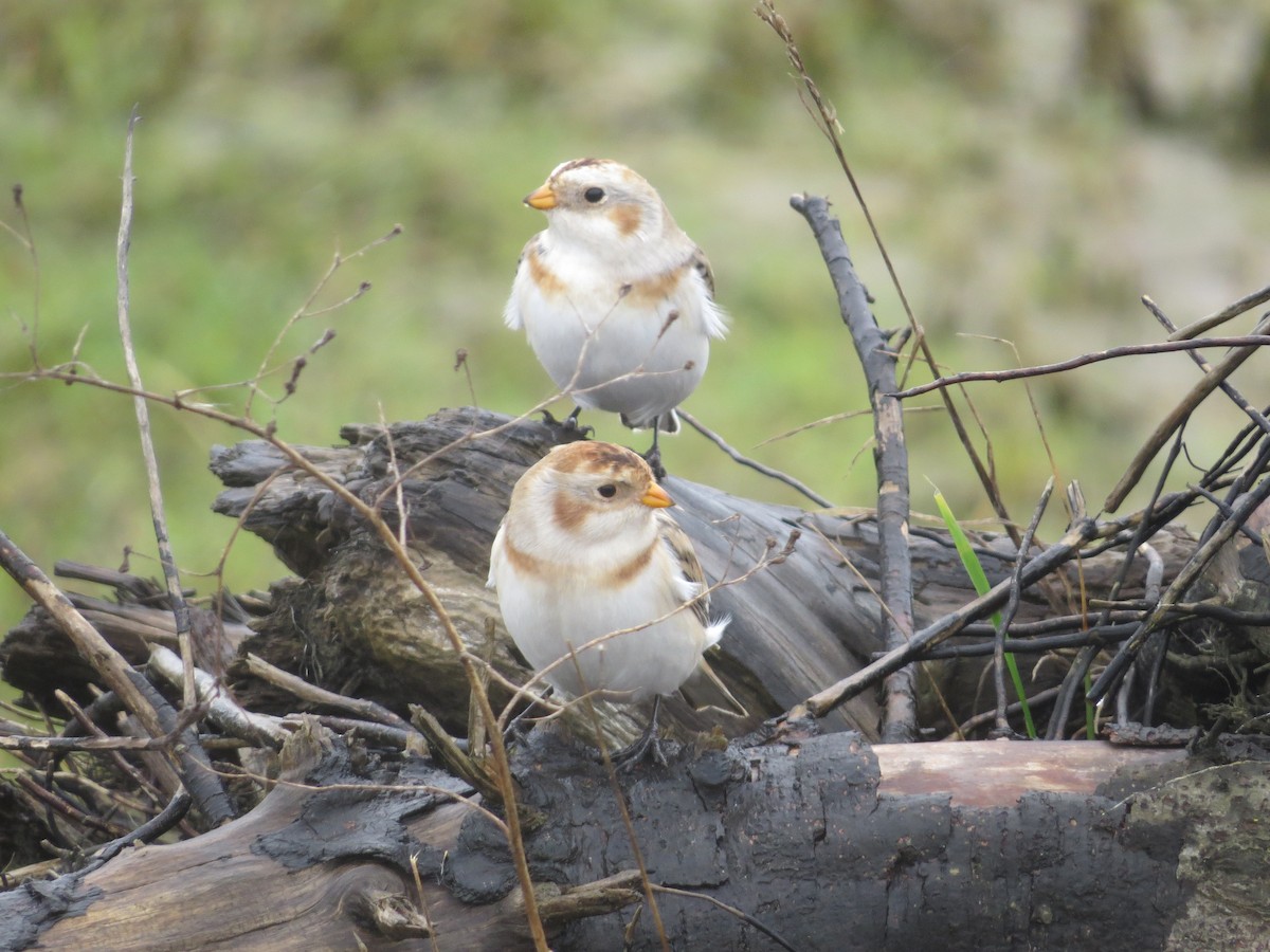 Snow Bunting - Phil Wegener