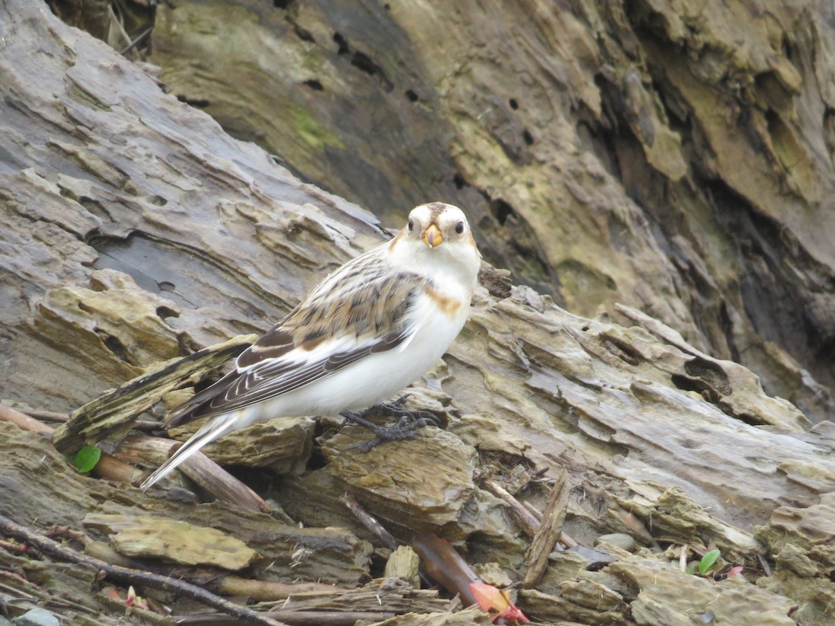 Snow Bunting - Phil Wegener