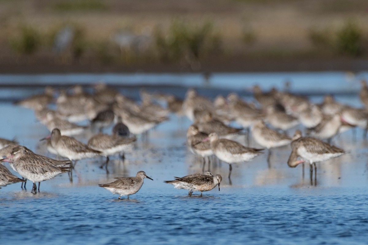Red Knot - ML121907741