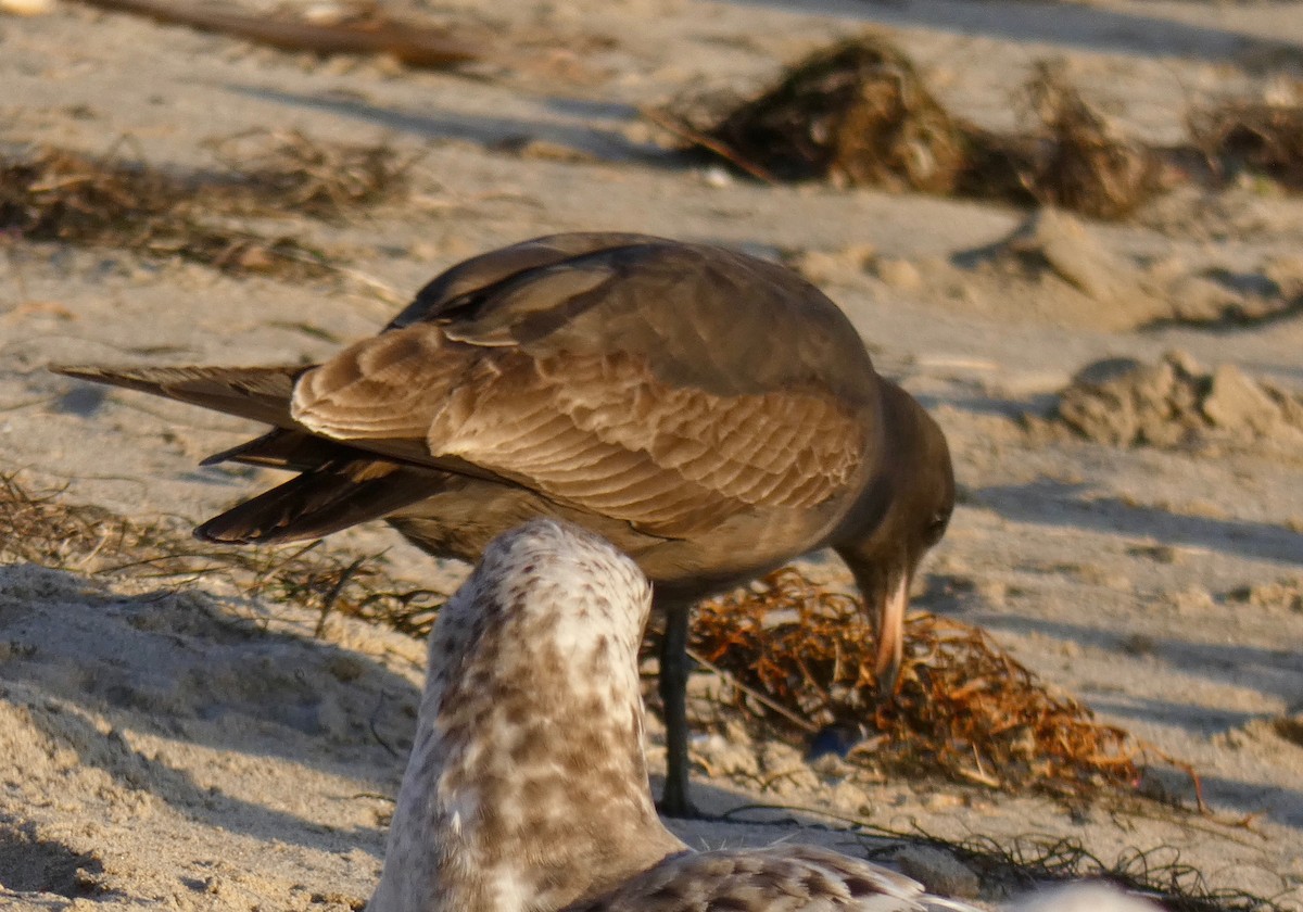 Gaviota Mexicana - ML121907771