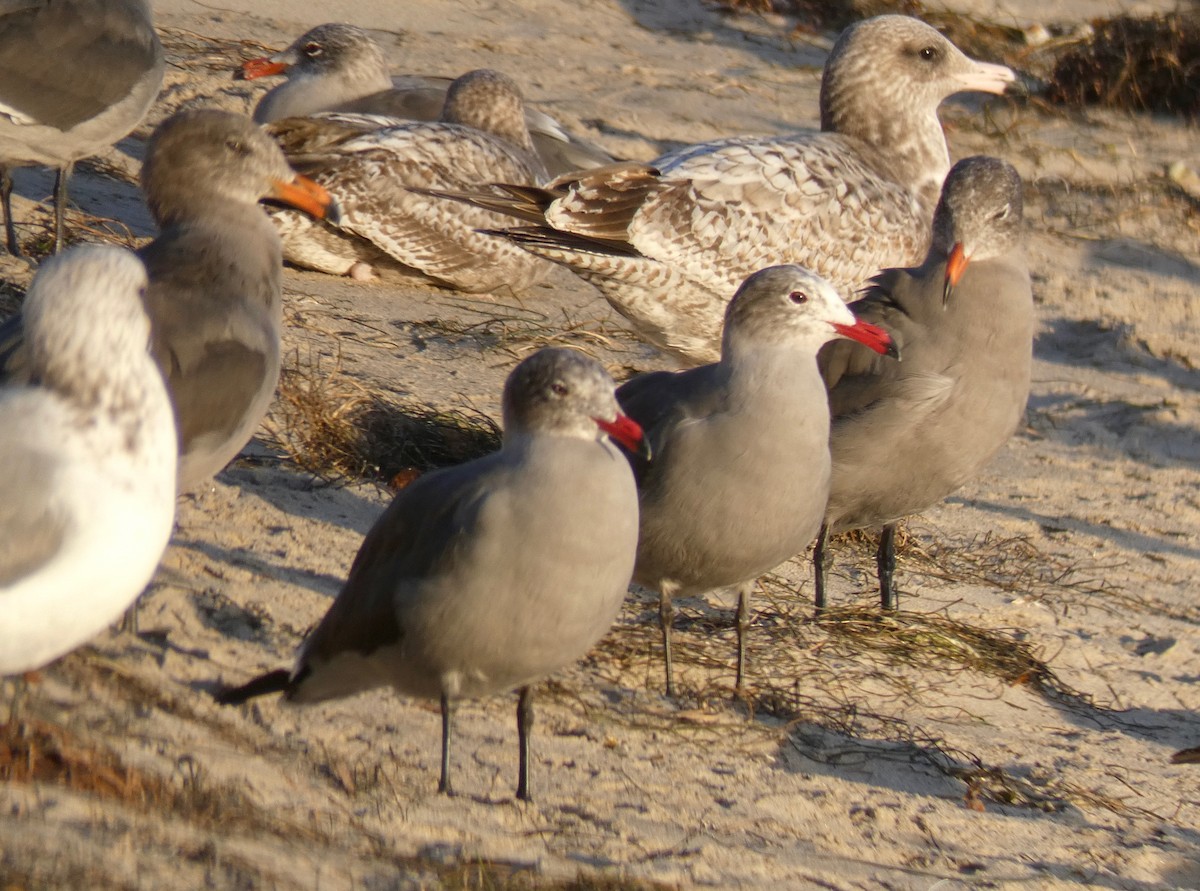 Gaviota Mexicana - ML121907831