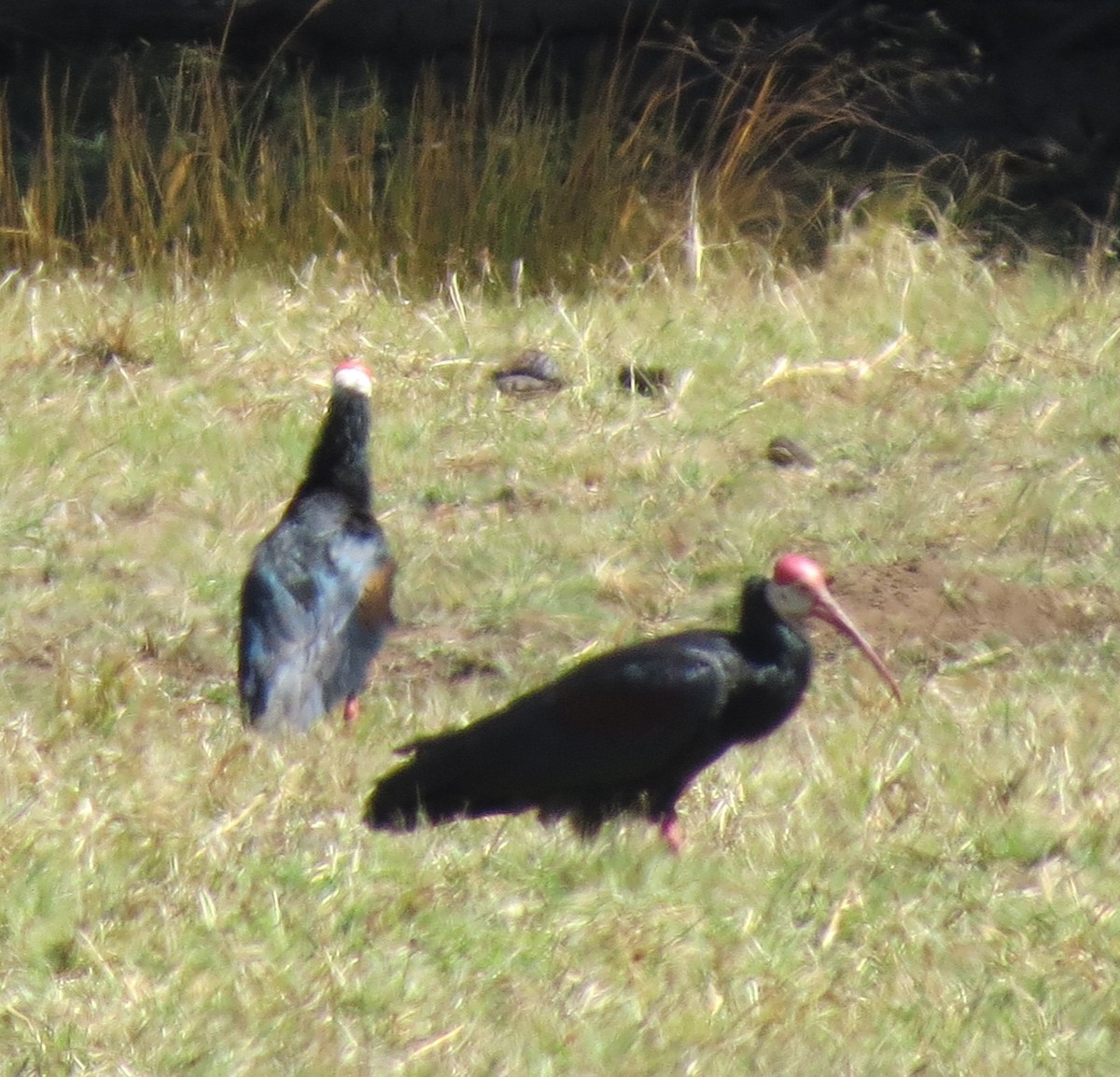ibis jihoafrický - ML121909021