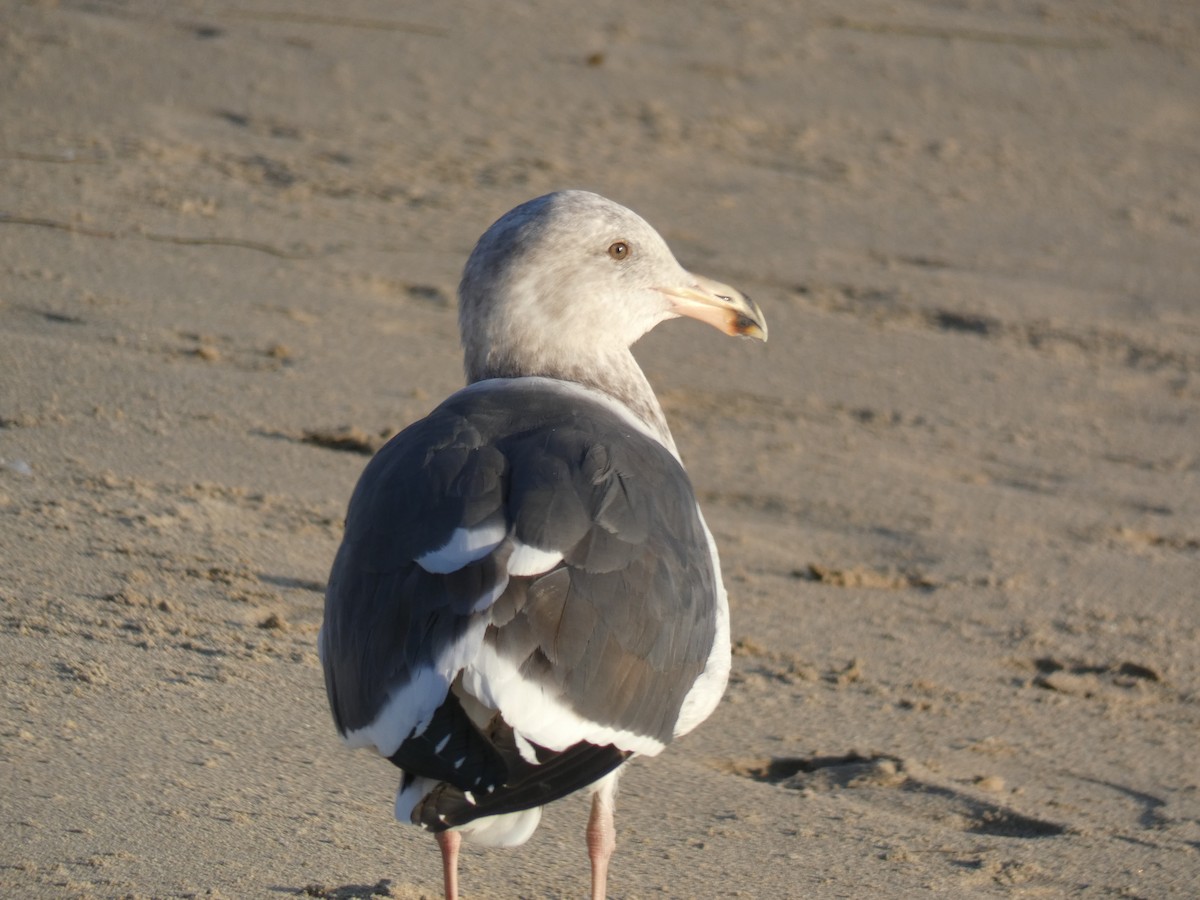 Gaviota Occidental - ML121909261