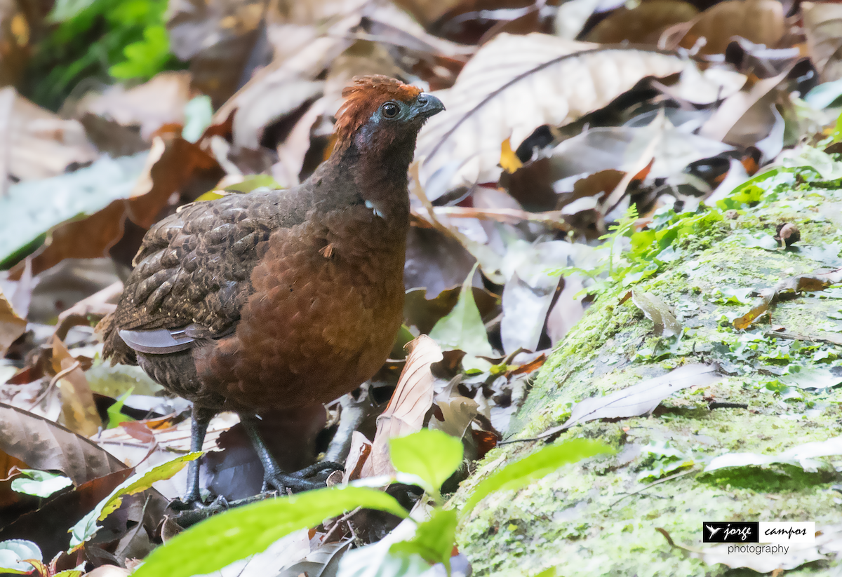 Black-eared Wood-Quail - ML121911051