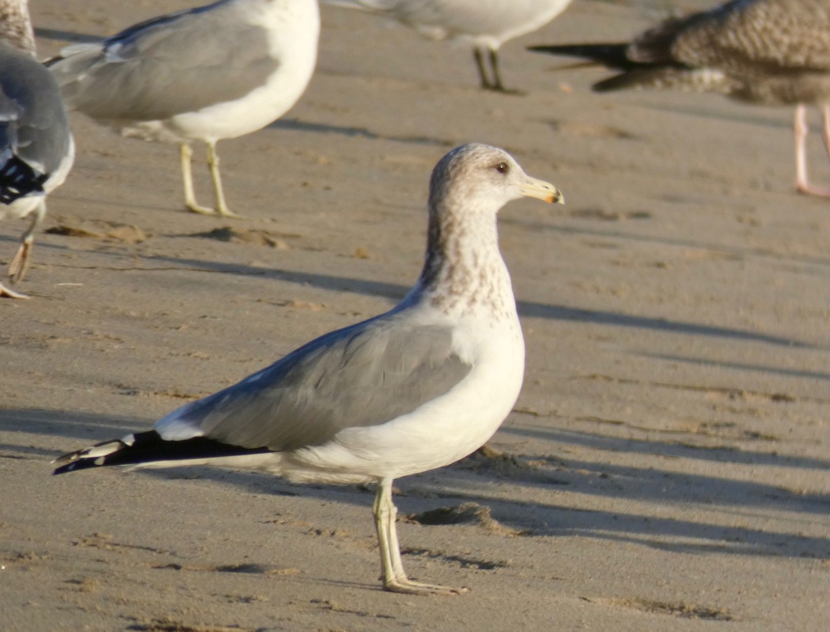 Gaviota Californiana - ML121911771