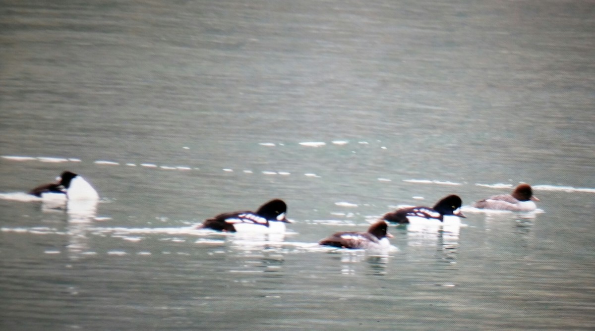 Barrow's Goldeneye - ML121912951