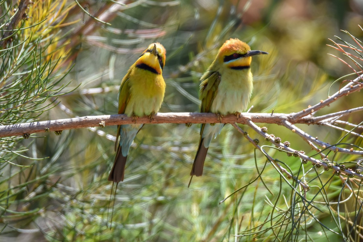 Rainbow Bee-eater - ML121912981