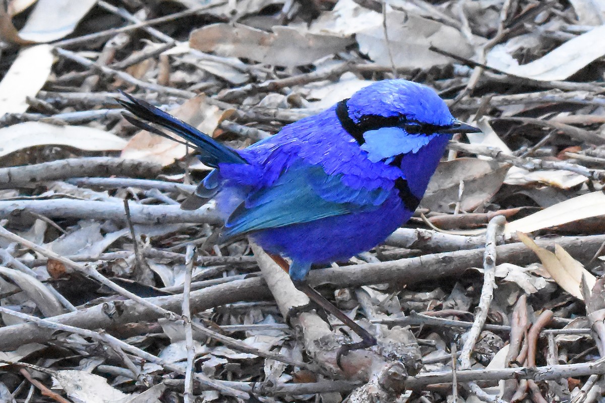 Splendid Fairywren - Geoffrey Groom